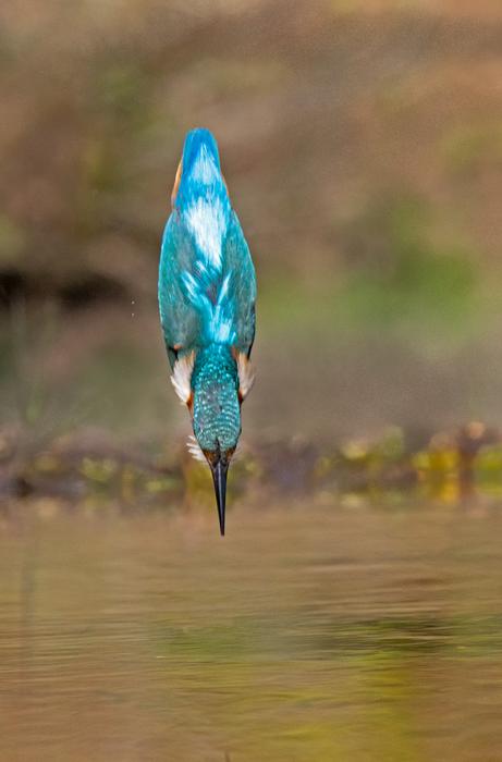 Diving kingfisher
