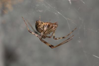 The Common House Spider, <I>Achaearanea tepidariorum</I>