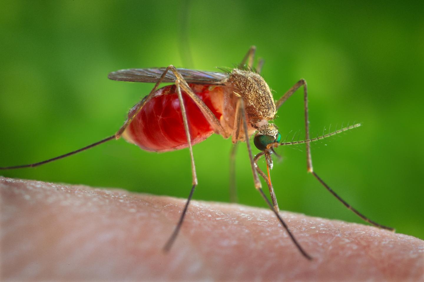 Mosquitoes Spread West Nile Virus