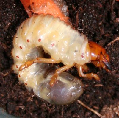 <i>Melolontha hippocastani</i> larva