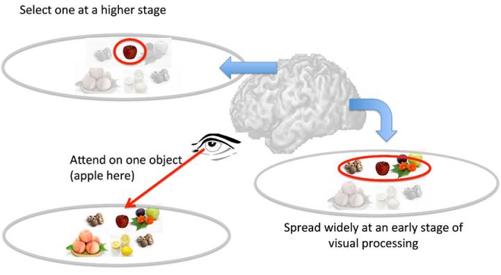 How Visual Attention Selects Important Inform Eurekalert