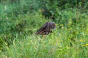 A mother bat in flight, carrying her pup beneath her in the countryside.