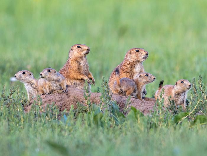 Black-tailed prairie dog family