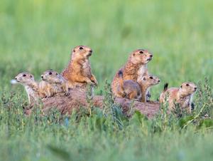 Black-tailed prairie dog family