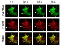PLEKHFG3 and Actin Colocalize in Fibroblasts