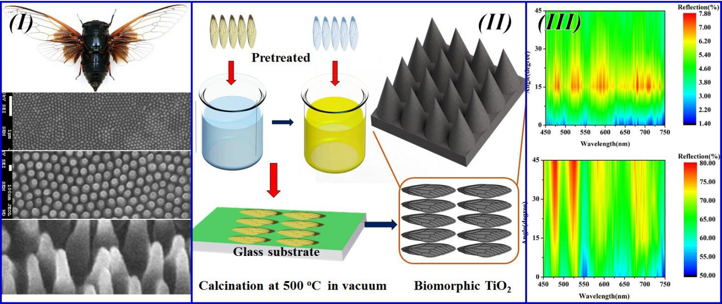 Cicada Wings Inspire Antireflective Surfaces