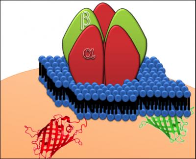 Human Glycine Receptor