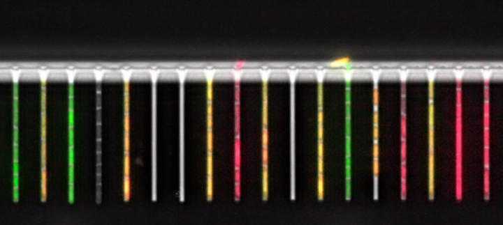 Microfluidic Device to Analyze Single Cell Responses
