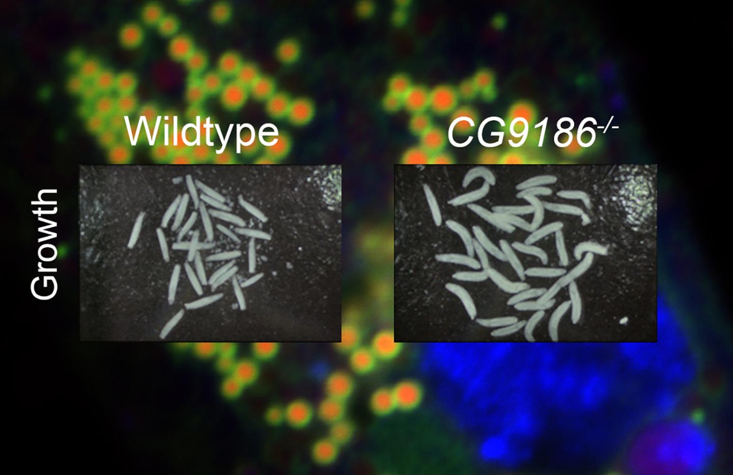 <em>Drosophila</em> Larvae with and without CG9186 Protein