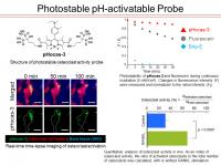 Figure 2 Photostable pH-activatable Probe