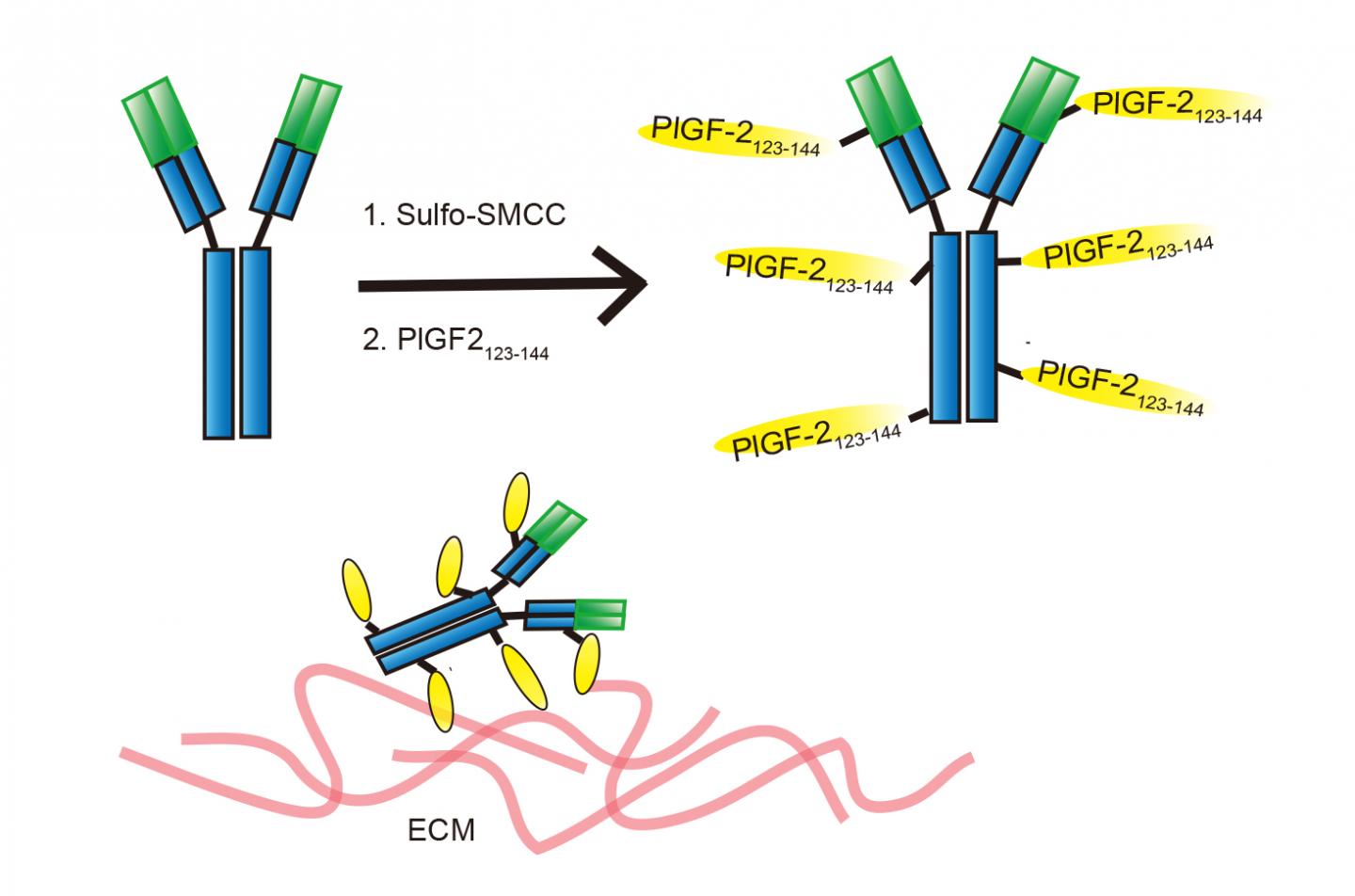 Plugging in to the Matrix Makes Immunotherapy More Effective (1 of 1)