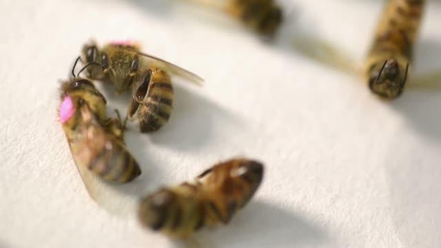 In the Lab: Bees & Antibiotic Research