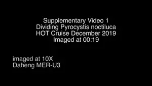 Dividing Pyrocystis noctiluca