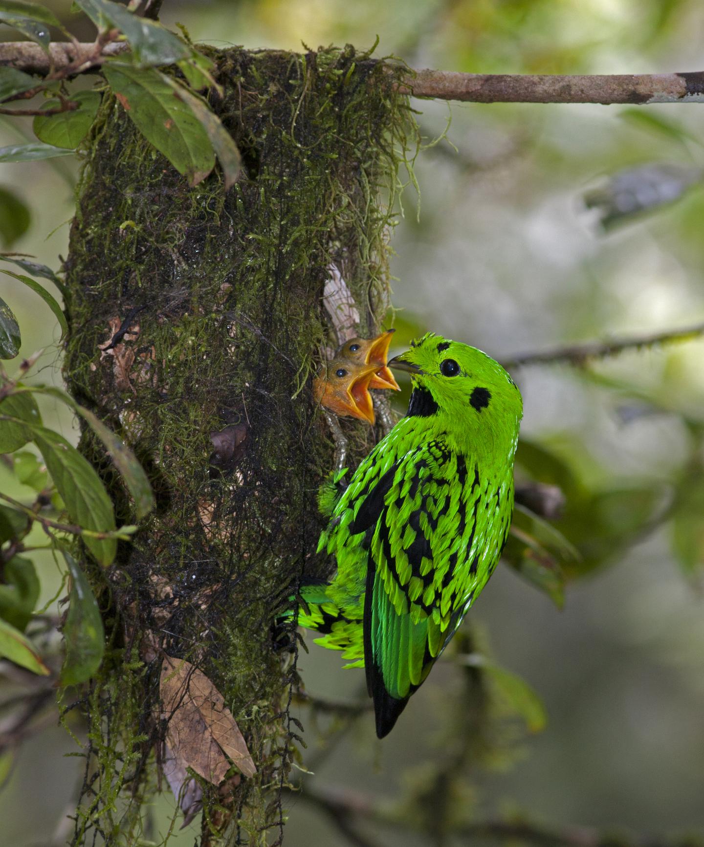 Whitehead's Broadbill