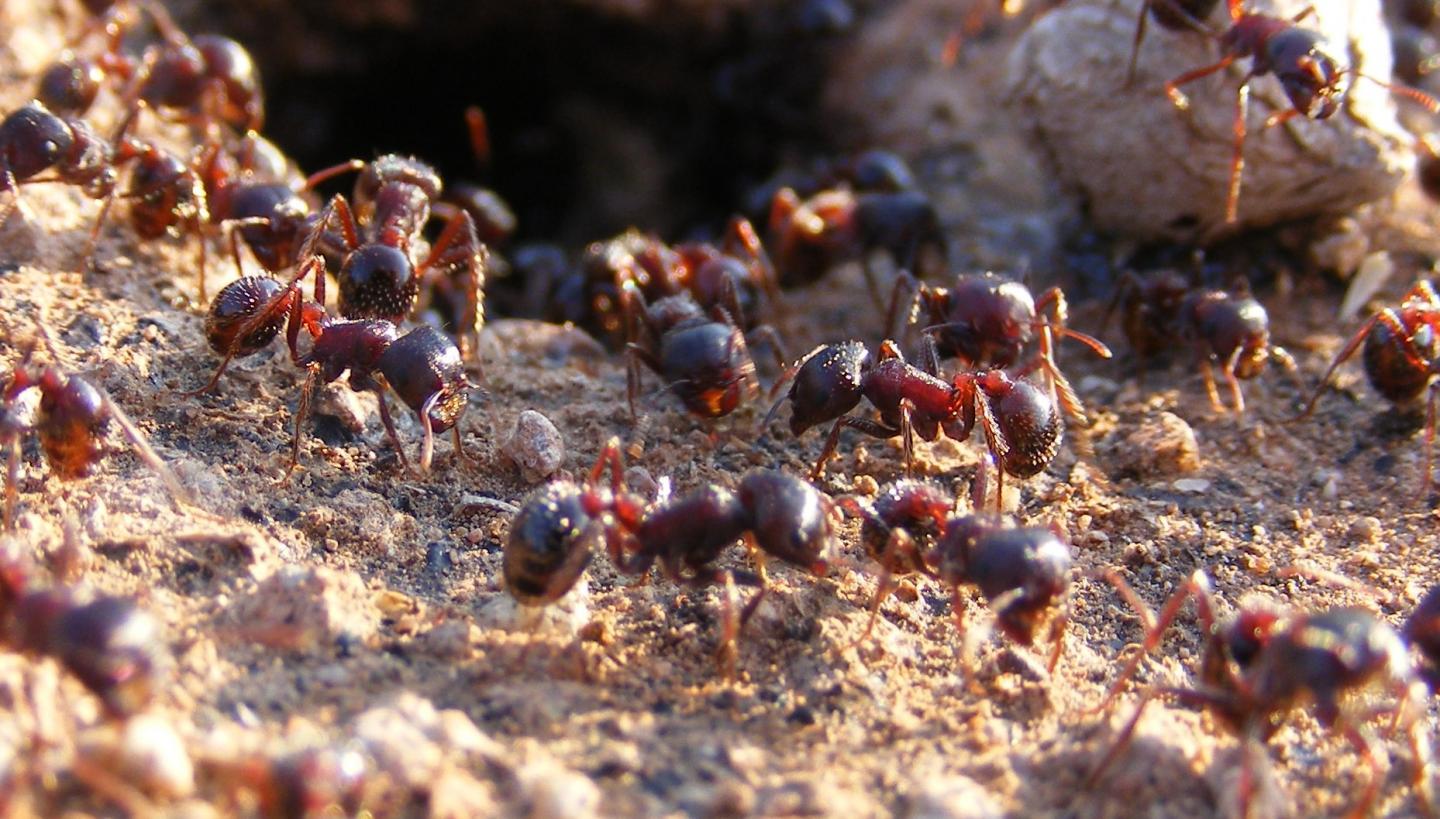 Workers of the Rough Harvester Ant