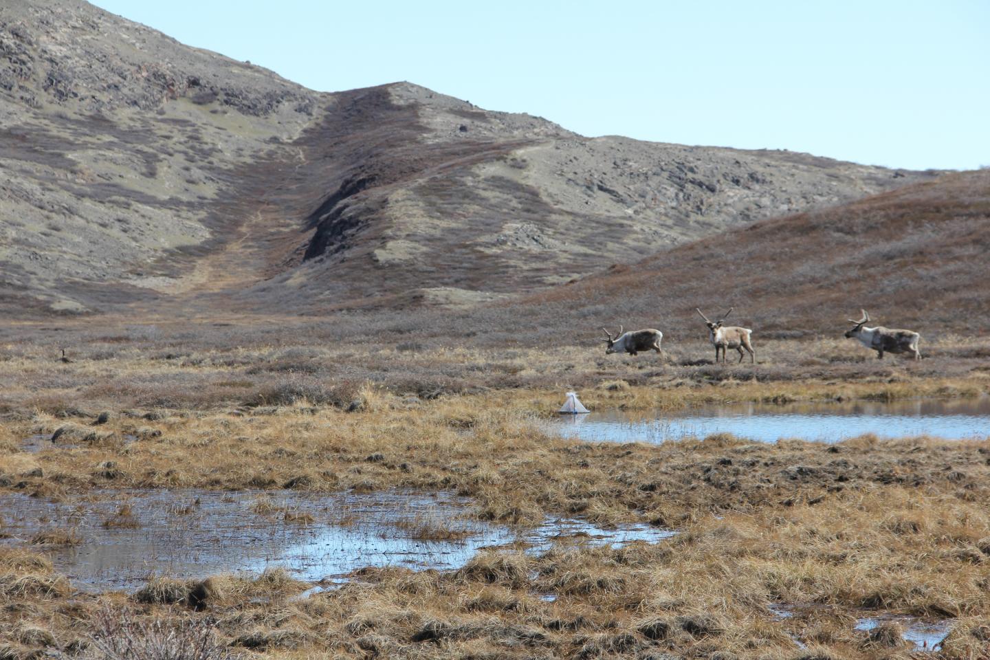 Caribou grazing on vegetation near an Arctic mosquito pond.
