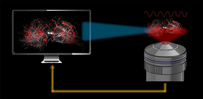 JSFR-SIM enables real-time observation of fine subcellular dynamics.