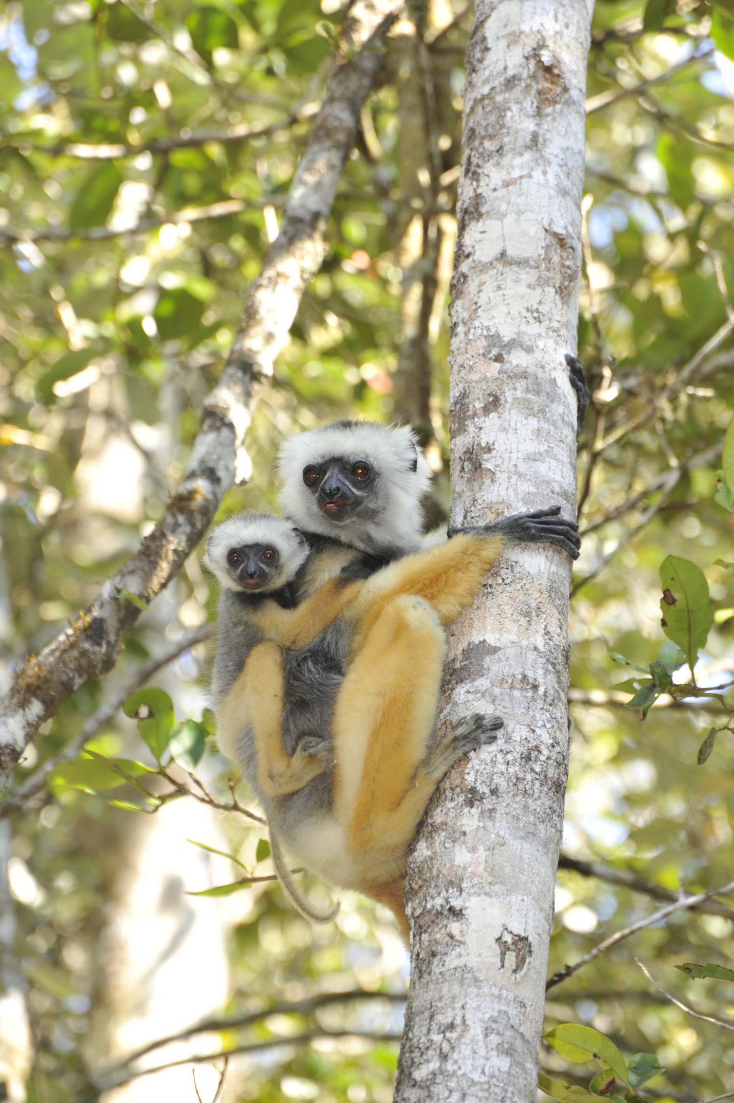 Sifaka