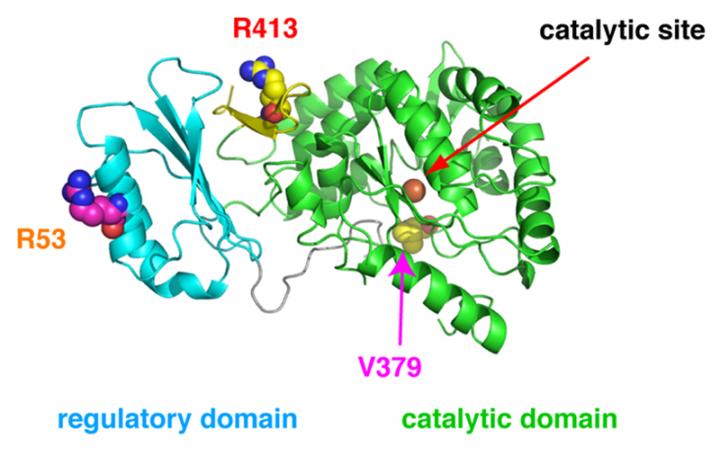 Genetic Diversity of Enzymes Alters Metabolic Individuality