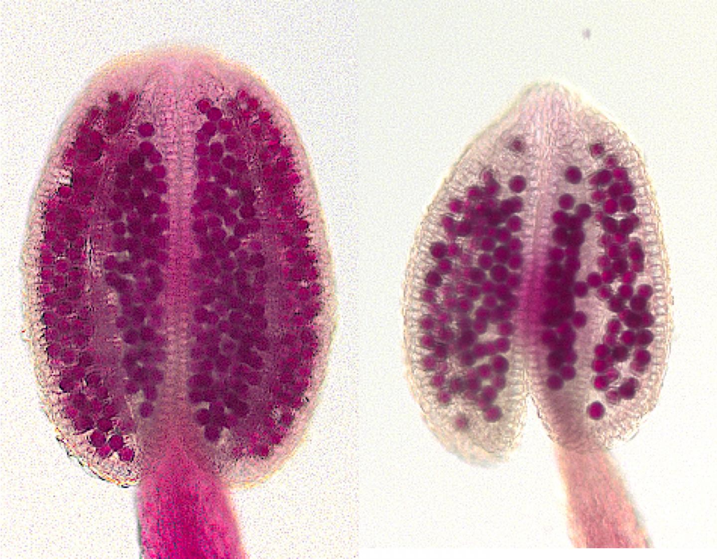 Pollen grains