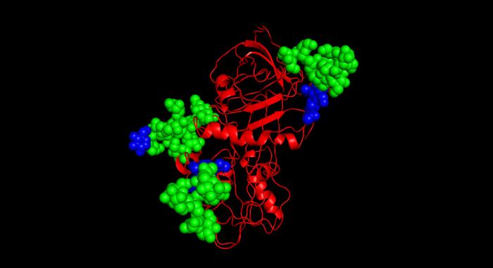 This protein (red) has been glycosolated with glycans (blue and green)