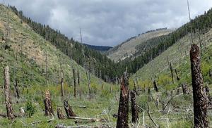 Post-Fire Vegetation Transition