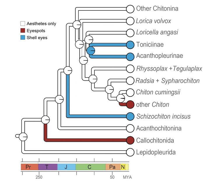 Chiton Genome