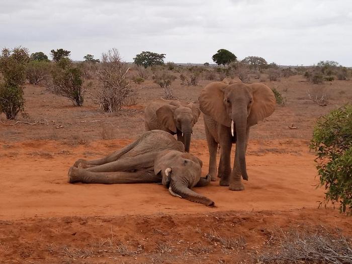 Global ocean oscillations and climate change affect weather patterns in the Serengeti