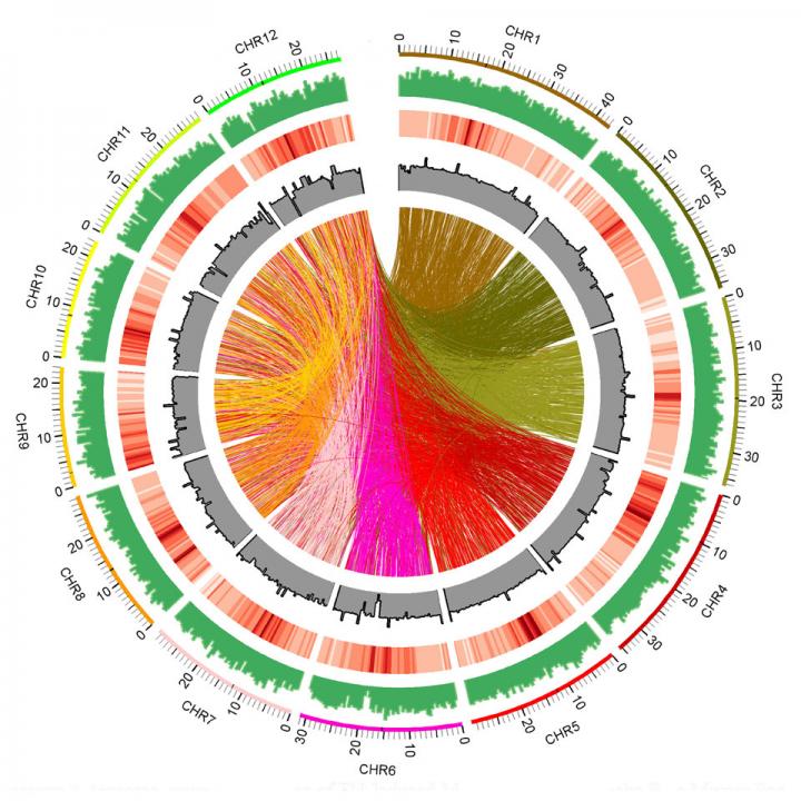 Kitaake Mutation Distribution