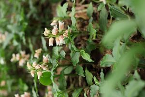 Goodyera henryi on mainland Japan