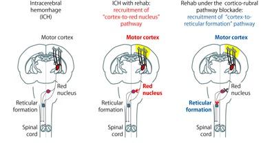 Dynamic Recruitment of the of the Cortex-To-Brainstem Pathways 