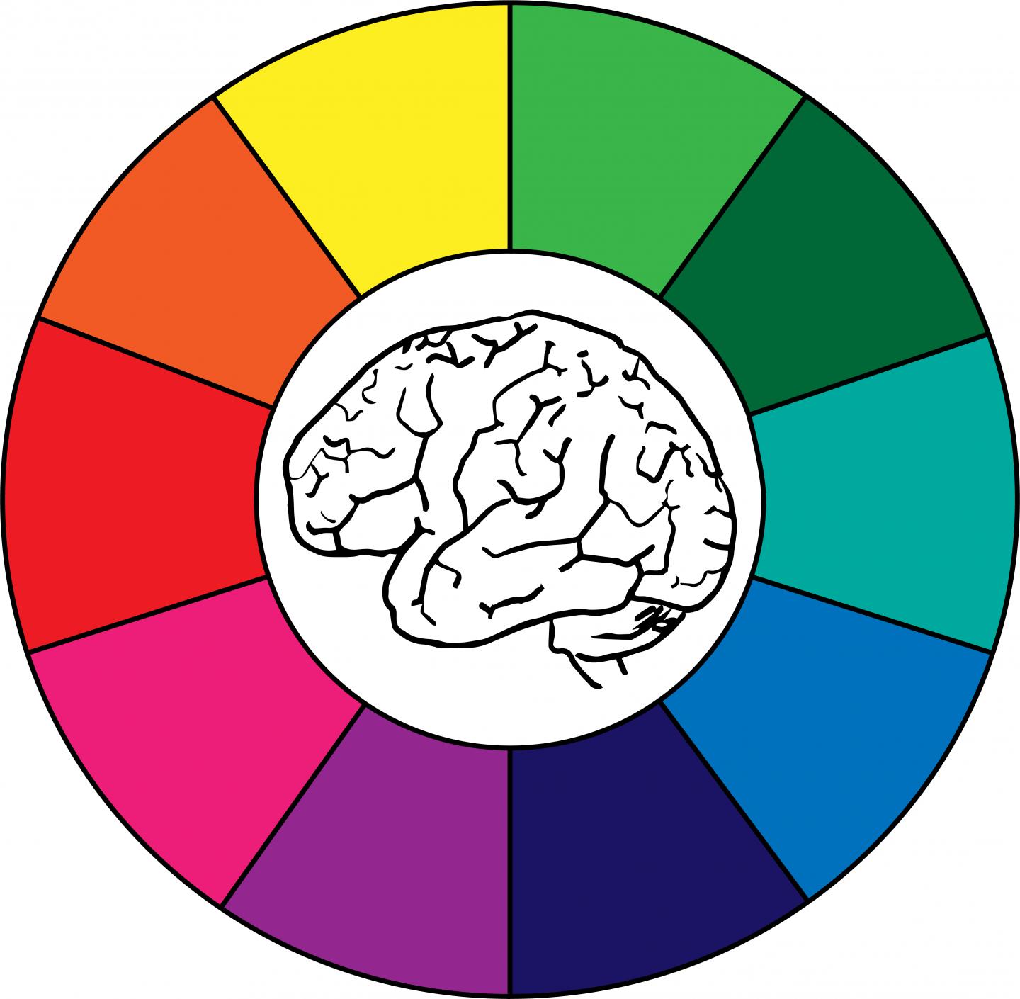 Brain with color wheel