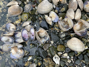 Dead clams