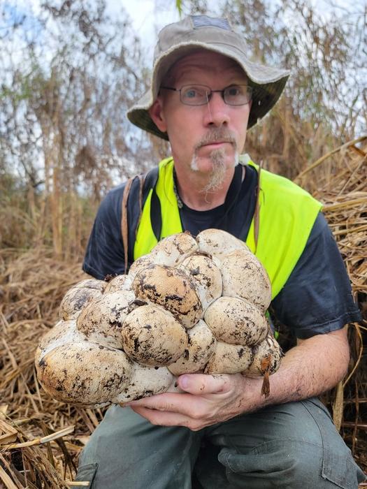 Burmese python eggs