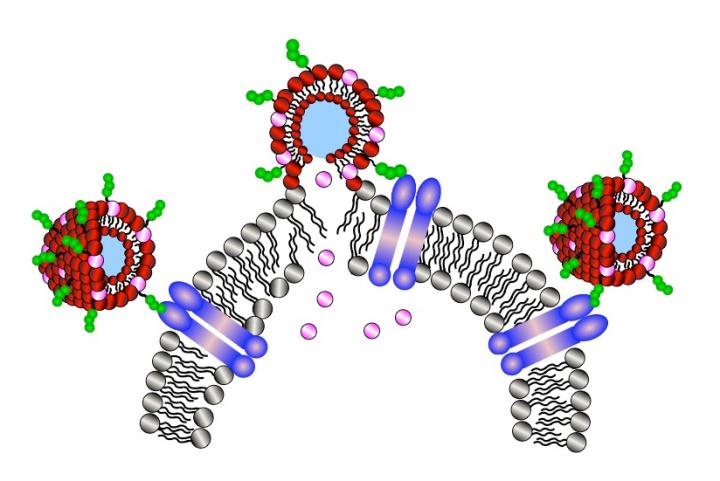 Functionalized Catanionic Vesicles for Drug and Vaccine Delivery