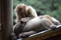Hua Xia Wei & Tou Rong Xi Tib Macaques