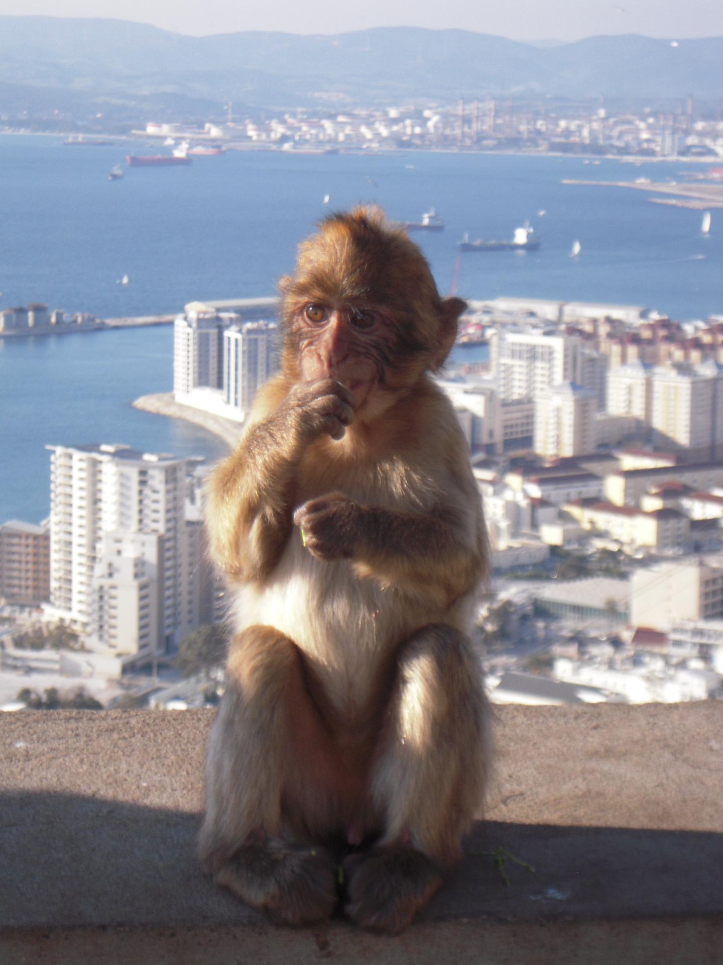 Barbary macaque