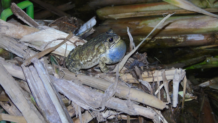 Asian Common Toad