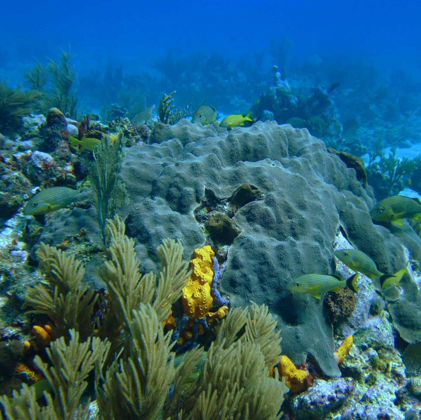 <I>Orbicella faveolata</I> (2 of 2)