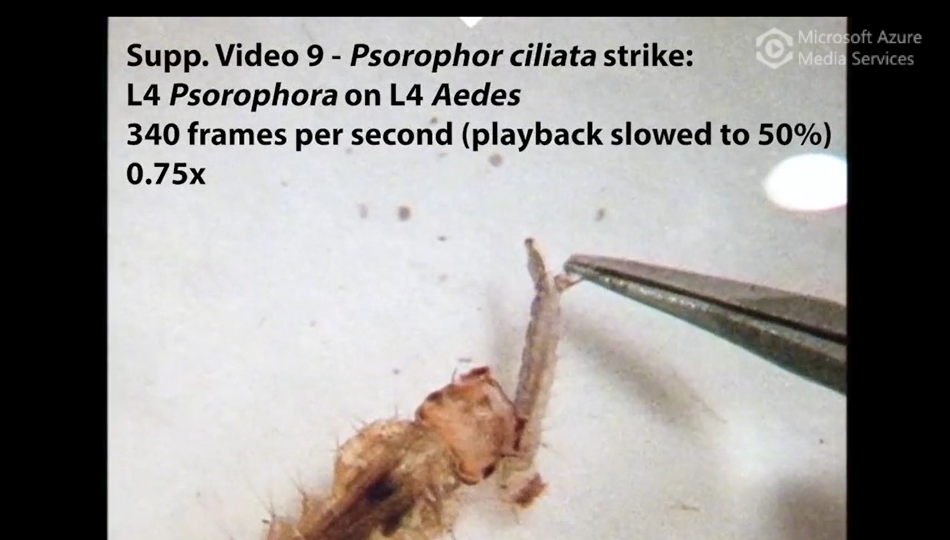 Psorophora ciliata larva strike