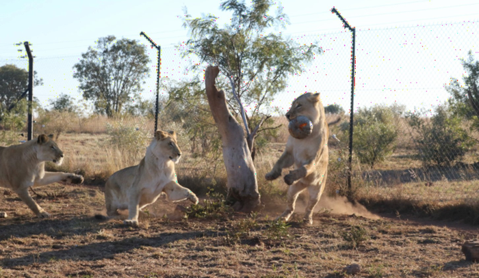 Lions playing