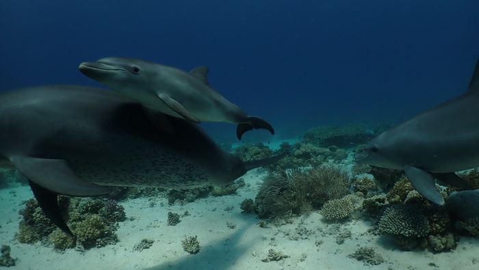 A dolphin mother teaches her calf to rub against medicinal coral