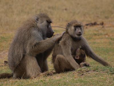 Social Bonds of the Baboon Kind