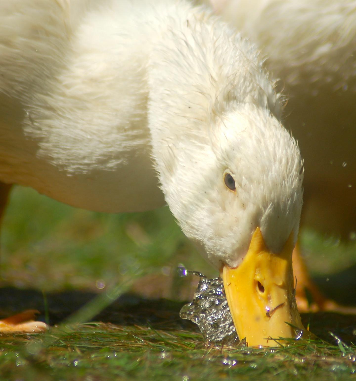 Domestic Ducks Rely on Their Acutely Mechanosensitive Bill for Foraging