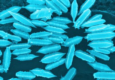 Nanostarfruit (2 of 3)