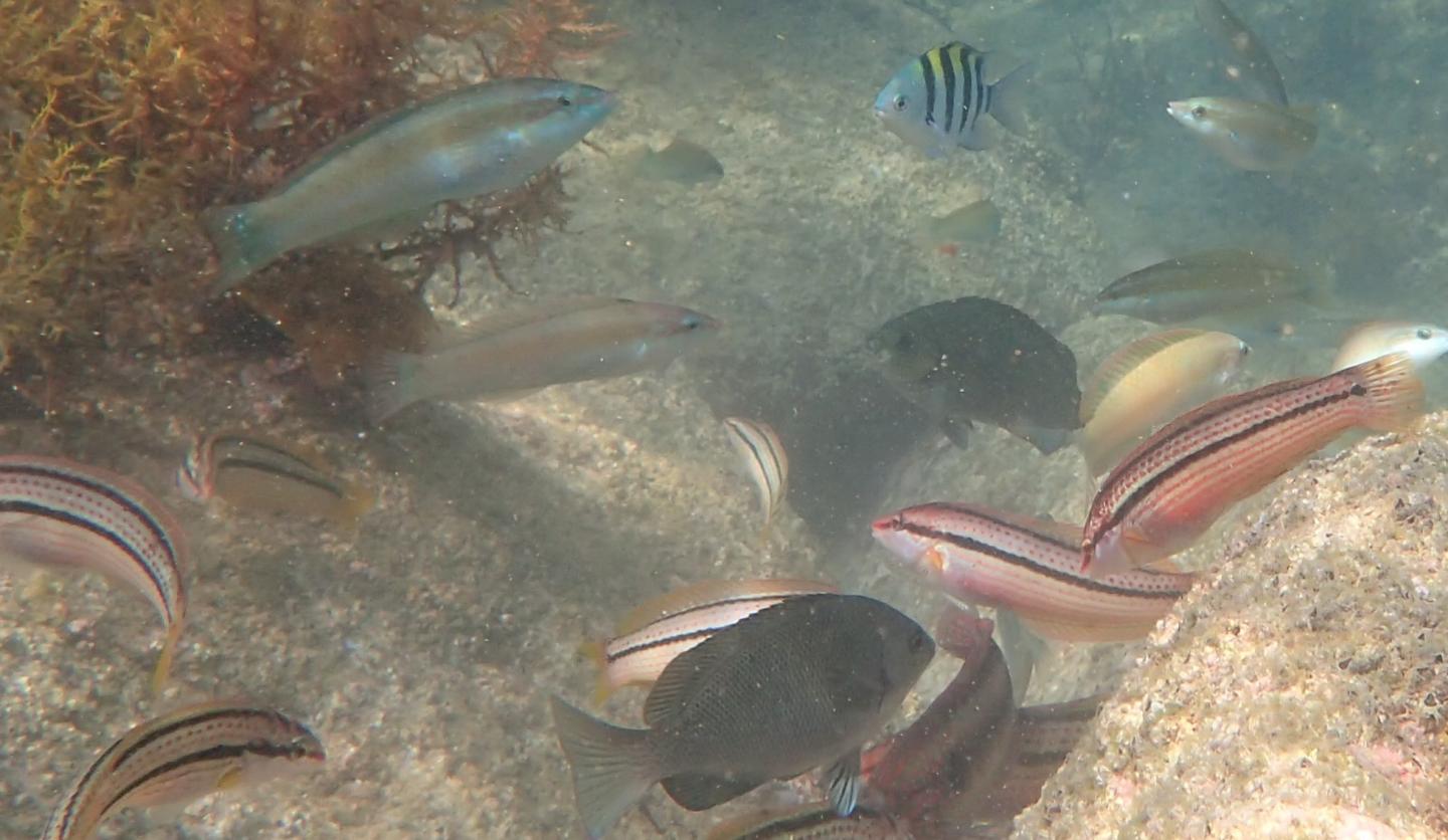 Life in Maizuru Bay