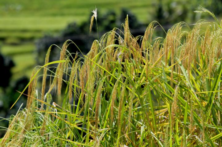 Rice Paddy in Bali