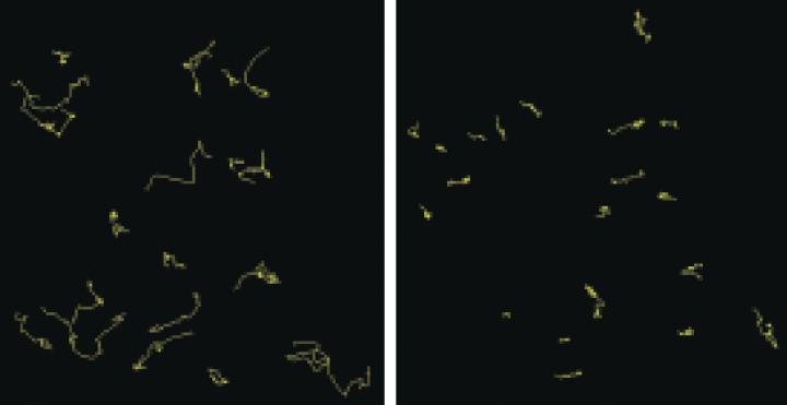 B Cell Migration Blocked