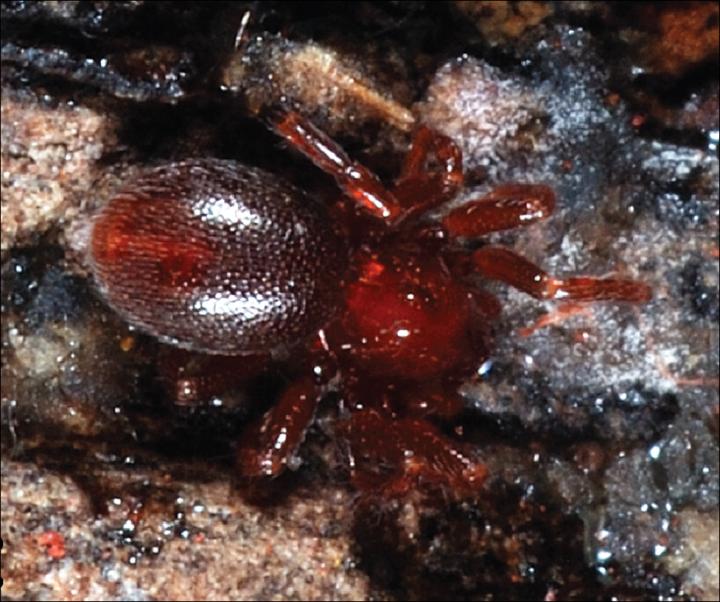 New Goblin Spider Species <i>Xestaspis kandy</i>