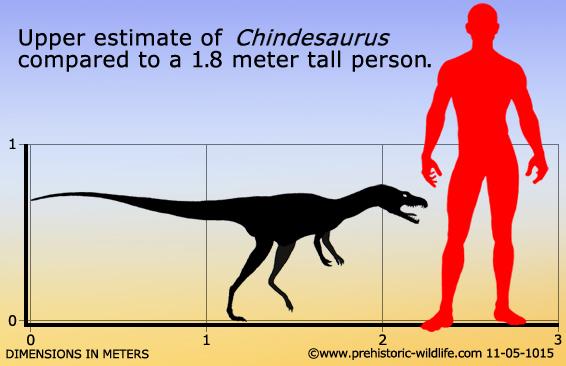 Comparison, Chindesaurus and Human